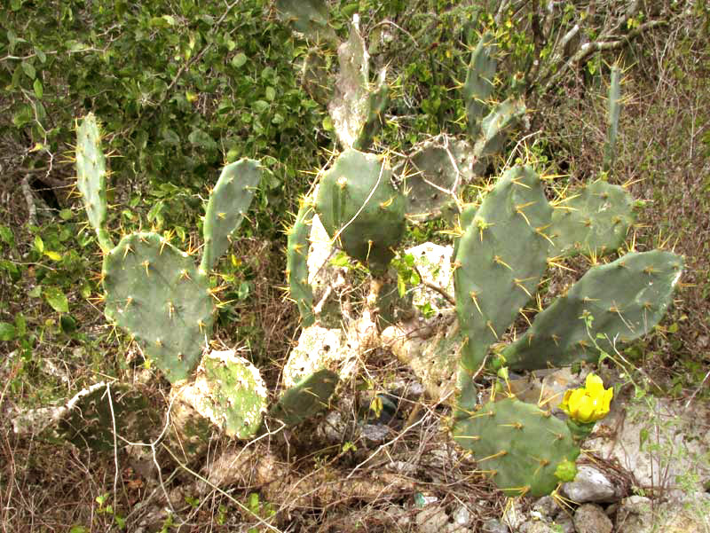 Coastal Prickly Pear, OPUNTIA STRICTA