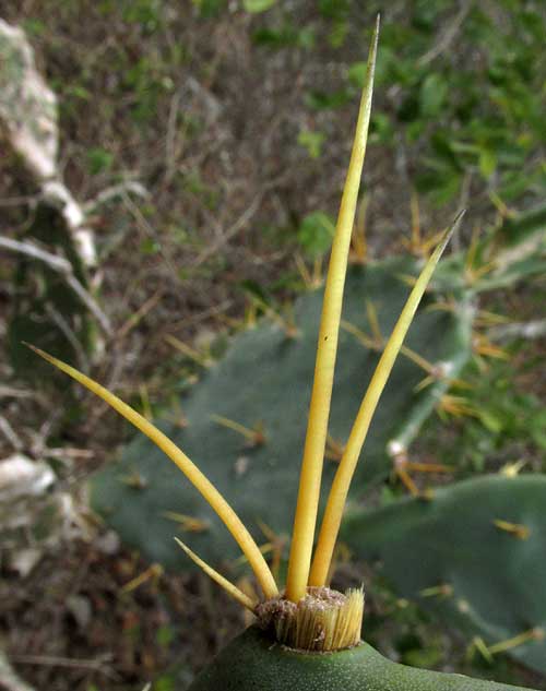Coastal Prickly Pear, OPUNTIA STRICTA, spines