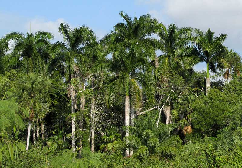 Royal Palm, ROYSTONEA REGIA, native habitat