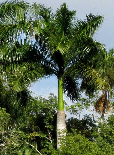 Royal Palm, ROYSTONEA REGIA, in wild