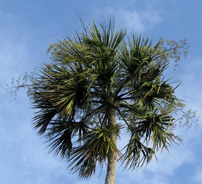 SABAL MAURITIIFORMIS, crown with extended inflorescences