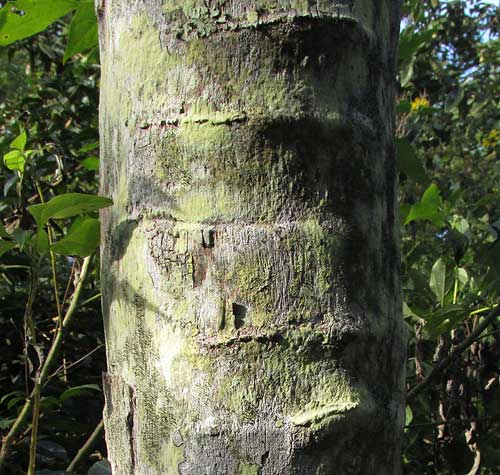 Huano Palm, SABAL YAPA, trunk