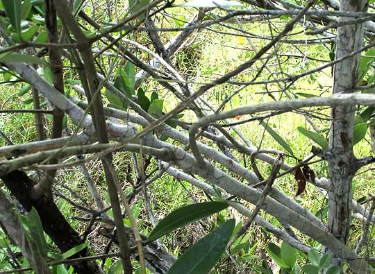 Necklacepod, SOPHORA TOMENTOSA, woody stems