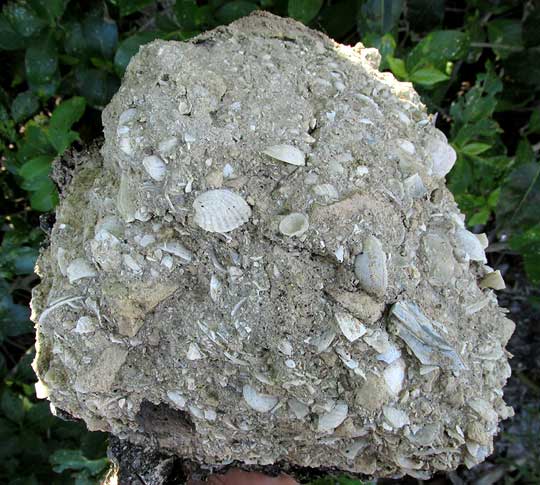 fossiliferous limestone at its earliest stage of development