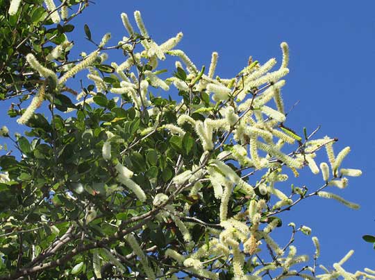 Pringle Acacia, VACHELLIA [ACACIA] PRINGLEI, flower spikes