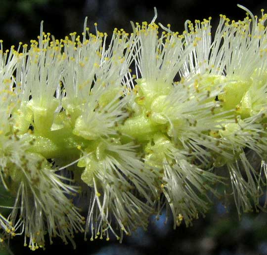 Pringle Acacia, VACHELLIA [ACACIA] PRINGLEI, individual flowers