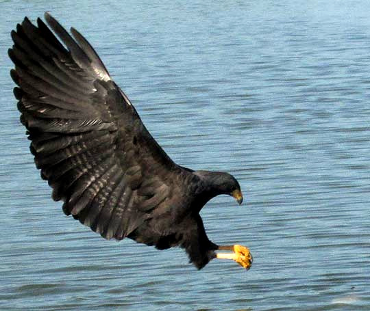 Common Black Hawk, BUTEOGALLUS ANTHRACINUS, catching a fish