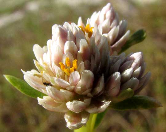 Saltweed, BLUTAPARON VERMICULARE, flowering head