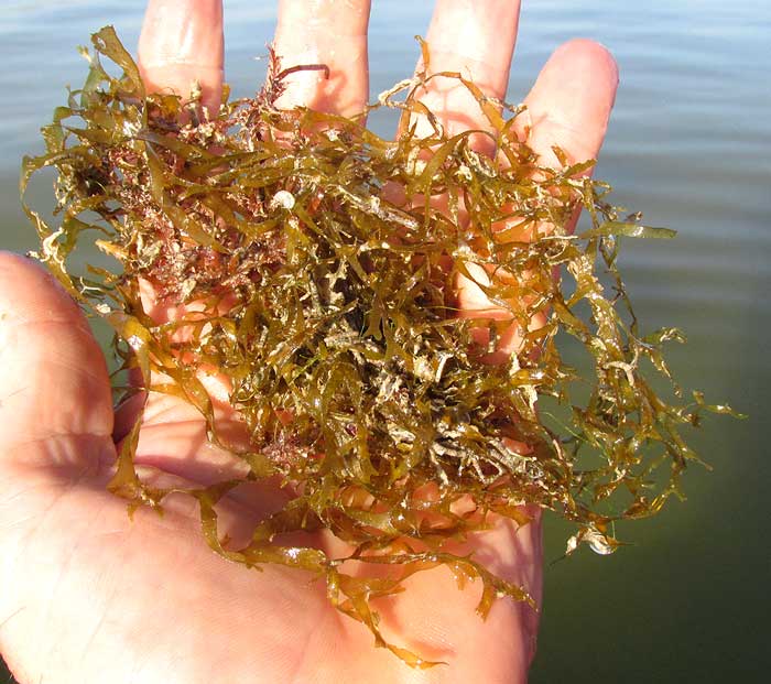 CANISTROCARPUS CERVICORNIS, a brown alga