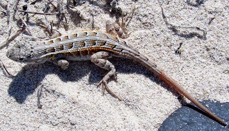 Cozumel Spiny Lizard, SCELOPORUS COZUMELAE