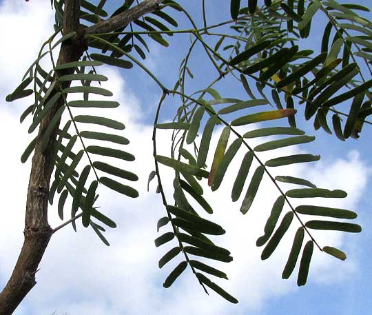 Mesquite, PROSOPIS JULIFLORA, leaves