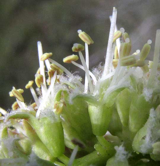 Mesquite, PROSOPIS JULIFLORA, flowers with glands atop anthers