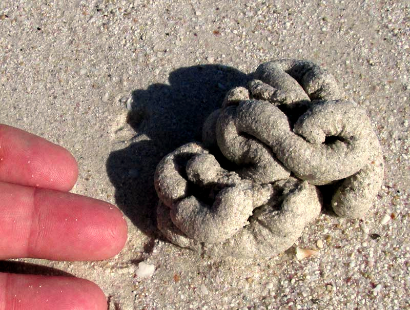 Lugworm castings of ARENICOLA BRASILIENSIS