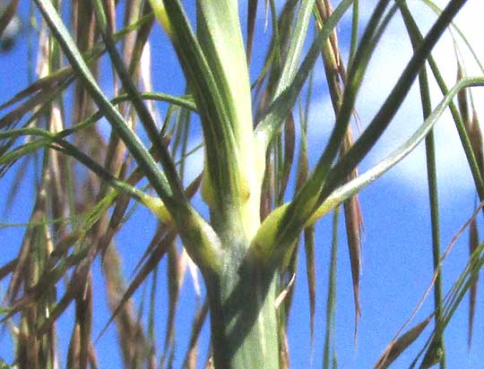 Common Reed, PHRAGMITES AUSTRALISk, branching from rachis