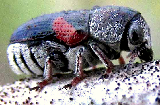 Case-bearing Leaf Beetle, COLEOROZENA PILATEI, side view