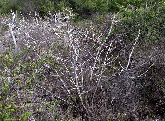 Pomol Ché, JATROPHA GAUMERI, leafless bush in dry season