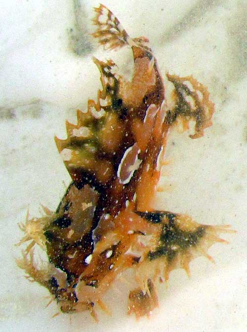Sargassum Fish, HISTRIO HISTRIO