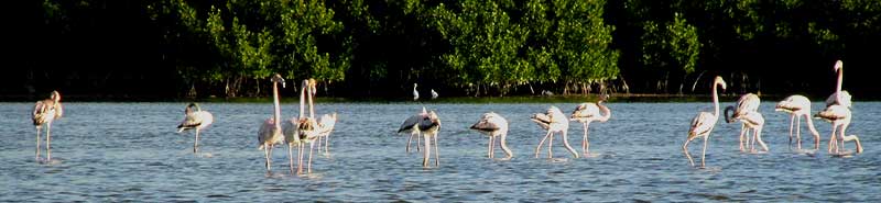 American Flamingos, young white immatures flocking