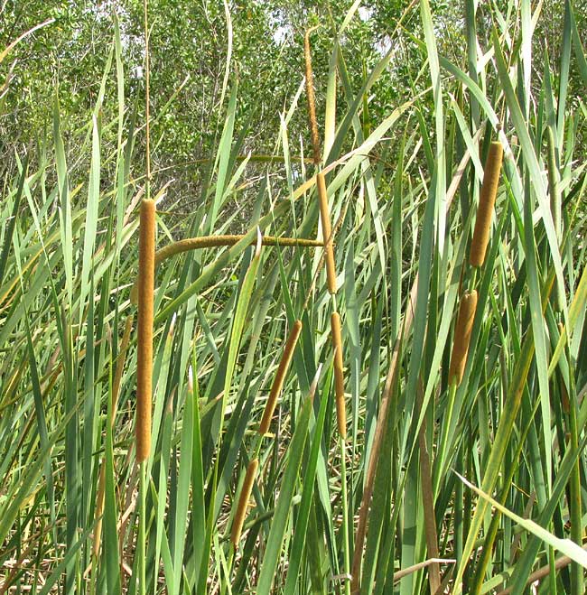 Southern Cattail, TYPHA DOMINGENSIS