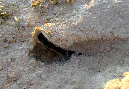  Lightning Whelk, BUSYCON PERVERSUM, nose sticking from mud
