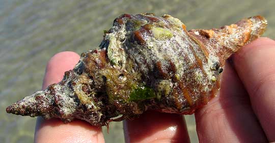 Horse Conch, TRIPLOFUSUS GIGANTEUS