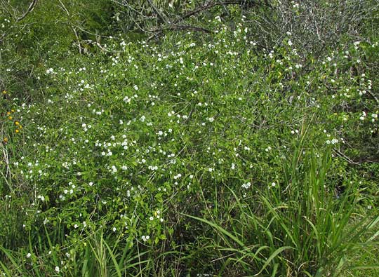 Wild Oregano, LIPPIA GRAVEOLENS, habitat