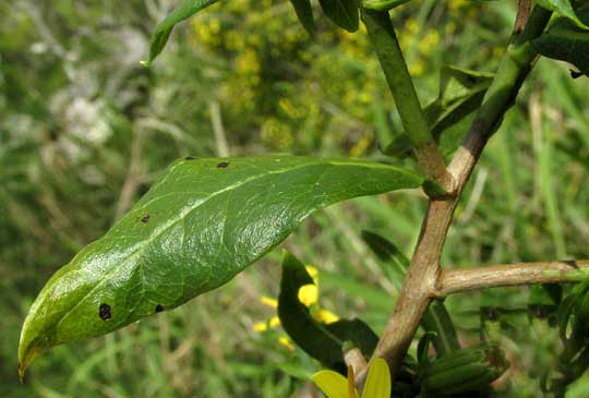 TRIXIS INULA, leaf