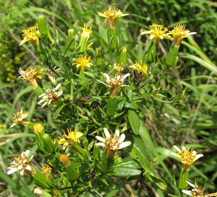 TRIXIS INULA, flowering heads and leaves