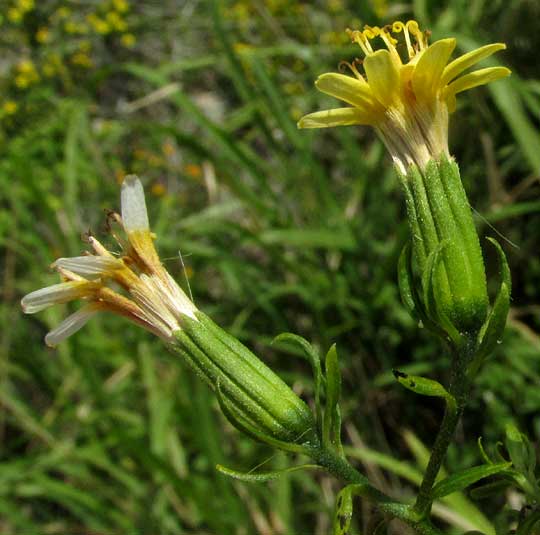 TRIXIS INULA, flowering heads