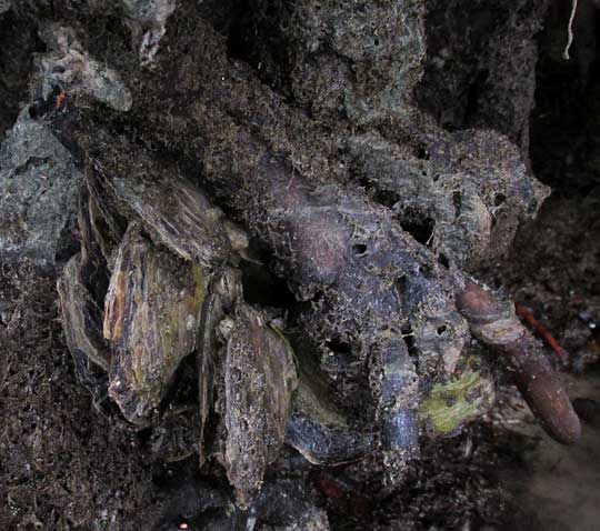 Flat Tree Oysters, ISOGNOMON ALATUS, habitat