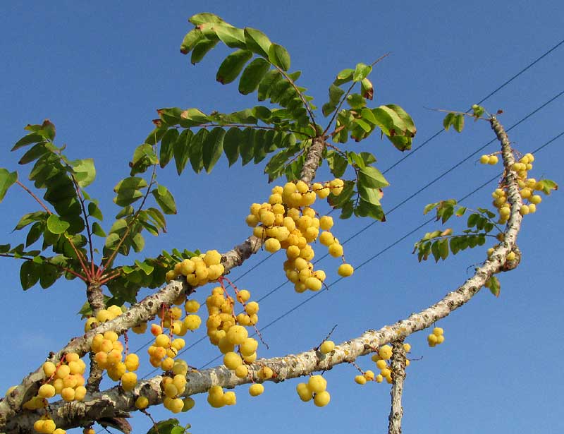 Gooseberry-Tree, PHYLLANTHUS ACIDUS, leaves & fruits