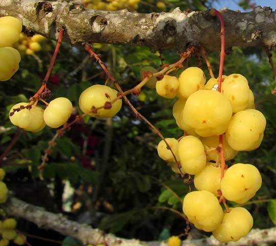 Gooseberry-Tree, PHYLLANTHUS ACIDUS, cluster of fruits