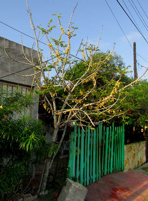 Gooseberry-Tree, PHYLLANTHUS ACIDUS