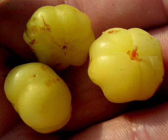Gooseberry-Tree, PHYLLANTHUS ACIDUS, fruits showing ribs