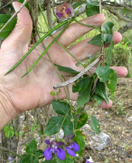 VIGNA CANDIDA