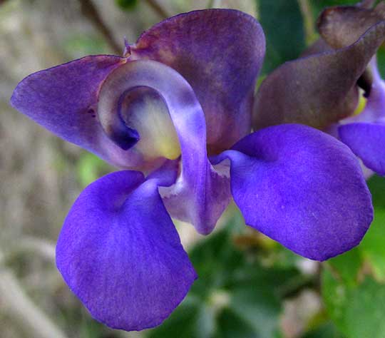 VIGNA CANDIDA, flower, showing curved keel