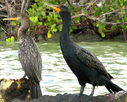 Neotropic & Double-crested Cormorants side-by-side