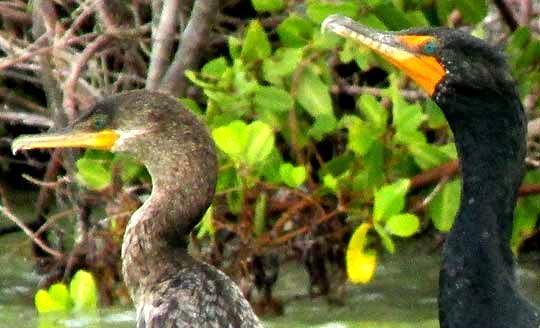 Neotropic & Double-crested Cormorants, faces side-by-side