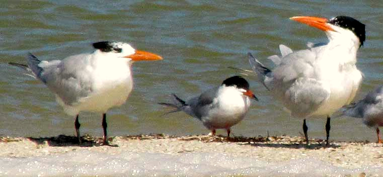 Caspian & Royal Terns, winter plumage, side by side