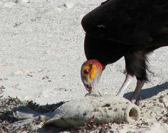 Lesser Yellow-headed Vulture, CATHARTES BURROVIANUS, eating a fish