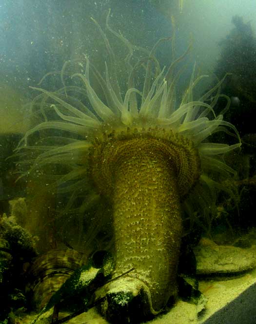 cf. Brown Glass Anemone, AIPTASIA PALLIDA, with long trunk