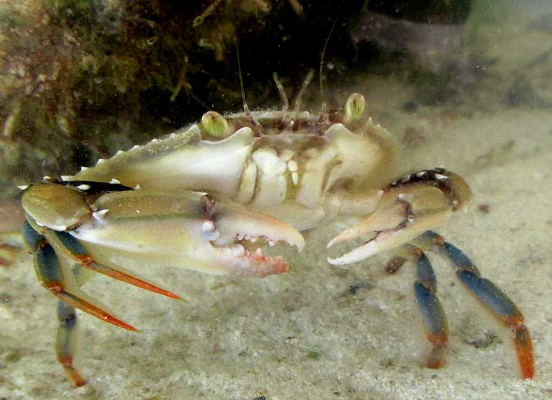 Ornate Blue Crab, CALLINECTES ORNATUS, front