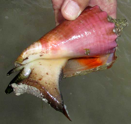 Queen Conch, STROMBUS GIGAS, small shell from below