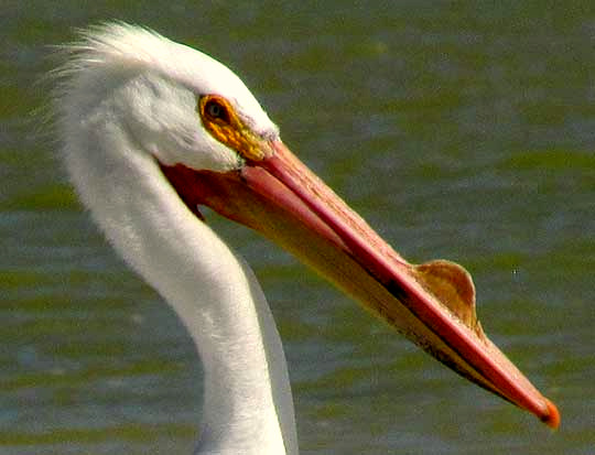 American White Pelican, Pelecanus erythrorhynchos, male with nuptial tubercle