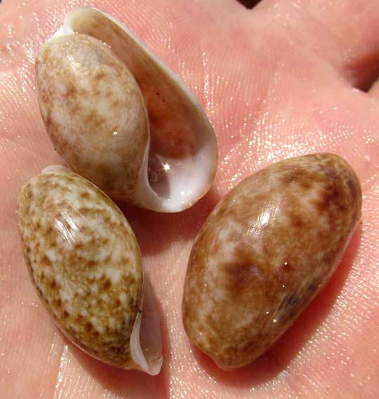 Common Atlantic Bubbles, BULLA STRIATA, shells