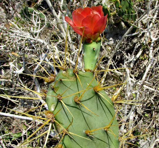 Coastal Prickly Pear, OPUNTIA STRICTA, joints with red flowers