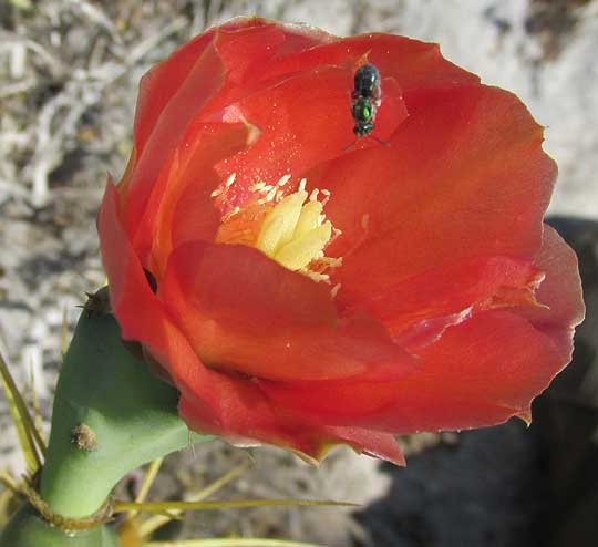 Coastal Prickly Pear, OPUNTIA STRICTA, red flower