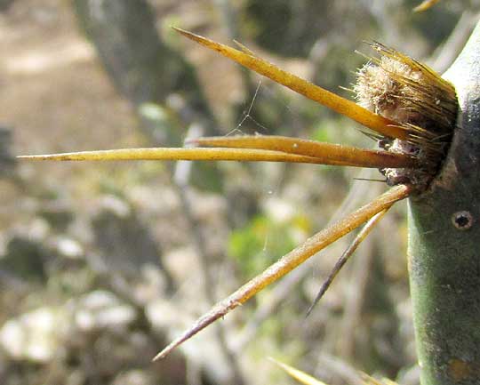 Coastal Prickly Pear, OPUNTIA STRICTA, spine cluster of red-flowered form