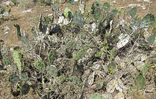 Coastal Prickly Pear, OPUNTIA STRICTA, growth form of red-flowered form