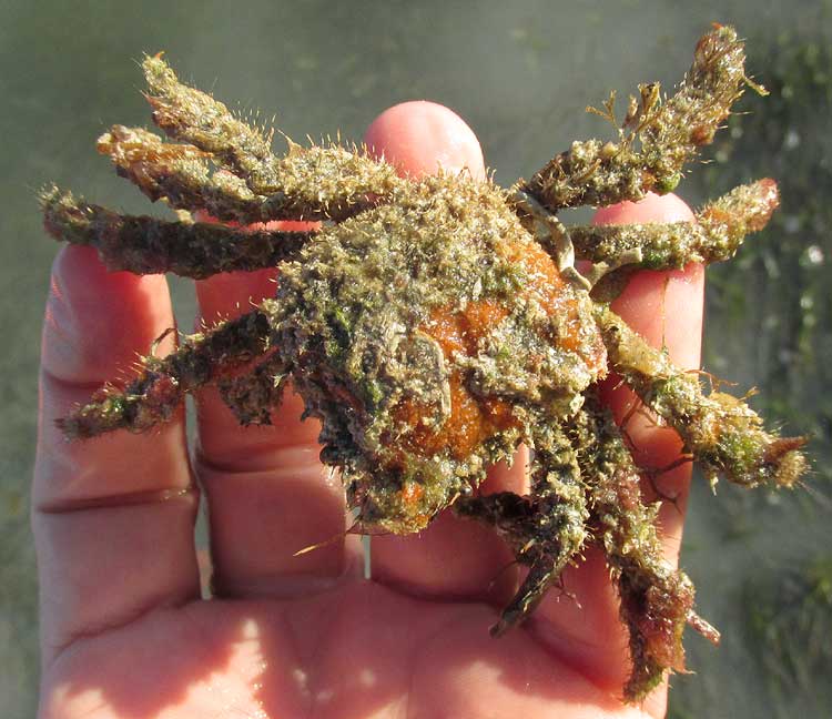 Anemone Crab, MITHRACULUS CINCTIMANUS, top view